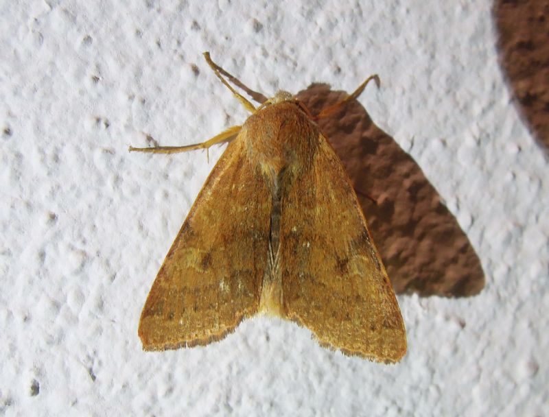Agrochola (Anchoscelis) helvola, Noctuidae